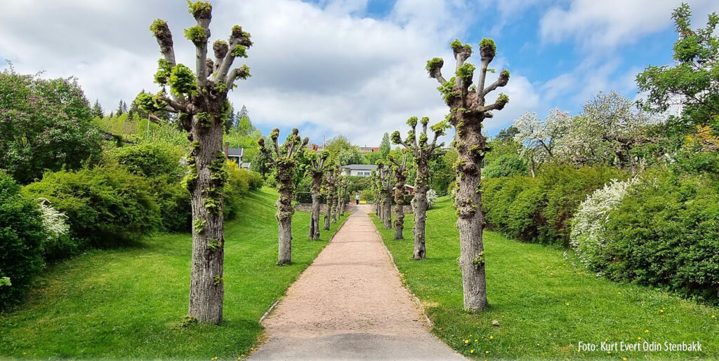 Foto: Kurt Evert Odin Stenbakk